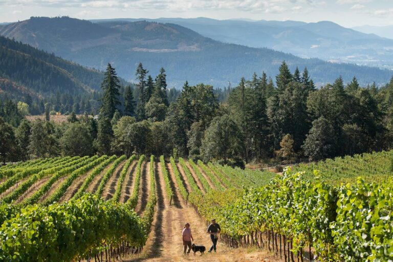 vineyard with two people standing on a path