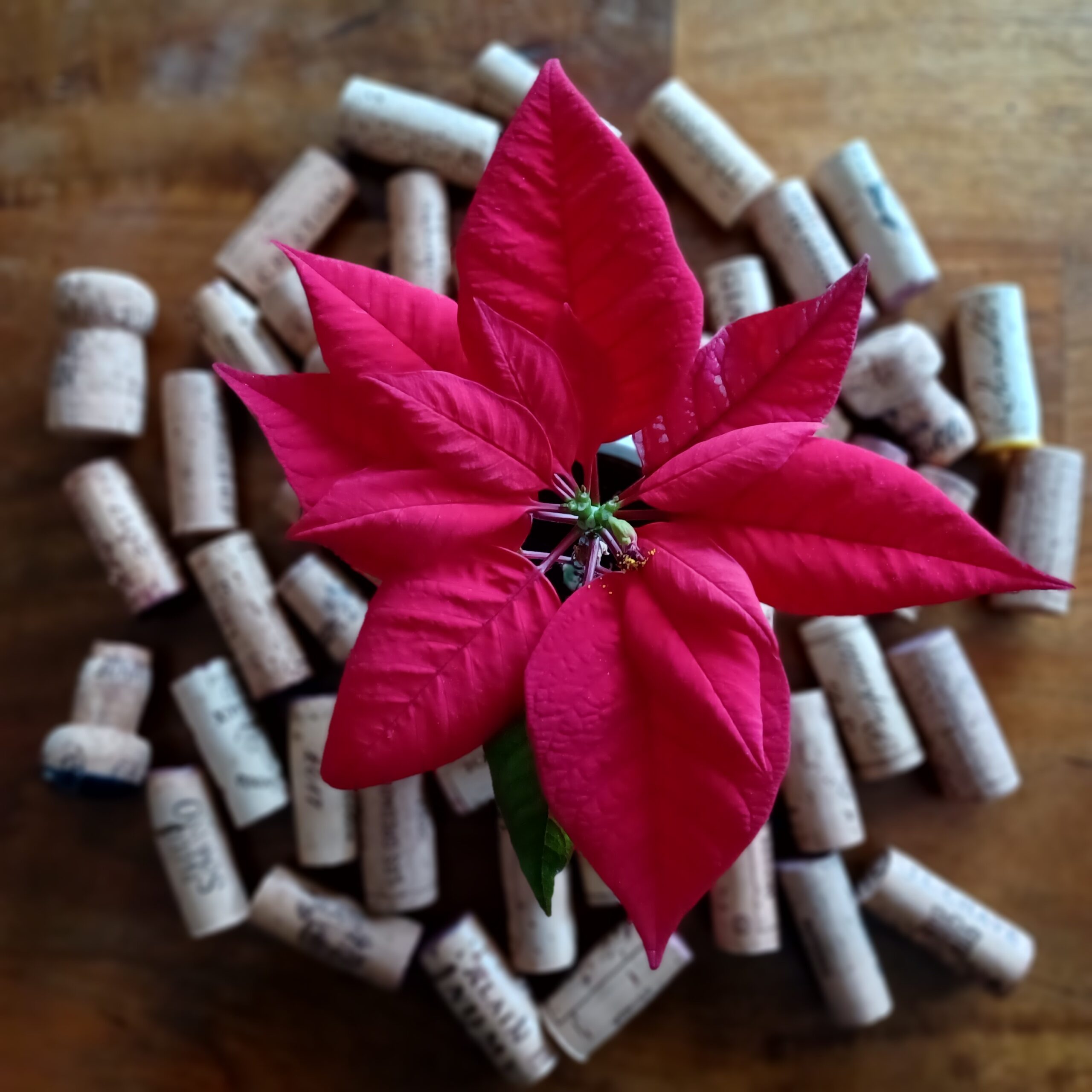 Poinsettia flower surrounded by corks