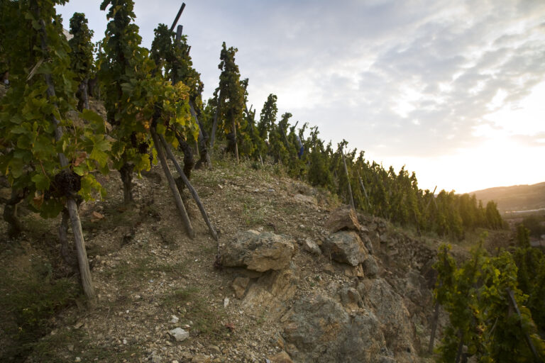 A grape vineyard on a steep hillside