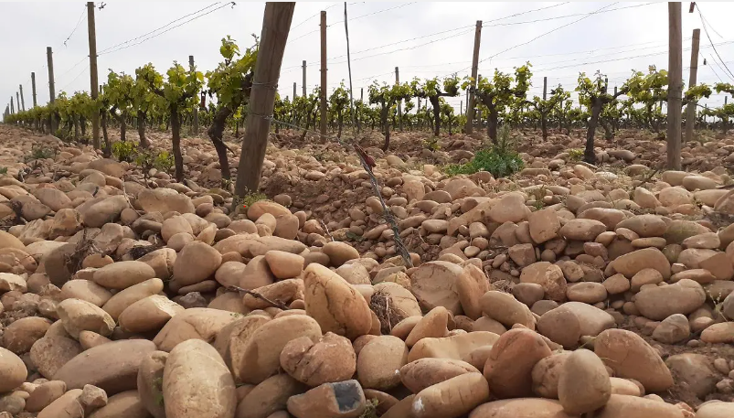 grape vineyard with large rocks at base of vines