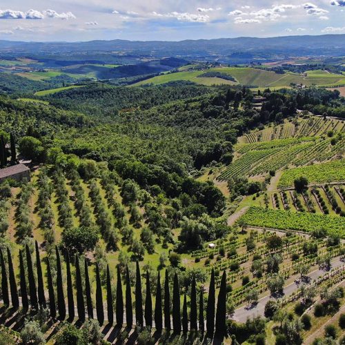 aerial photo of vineyards